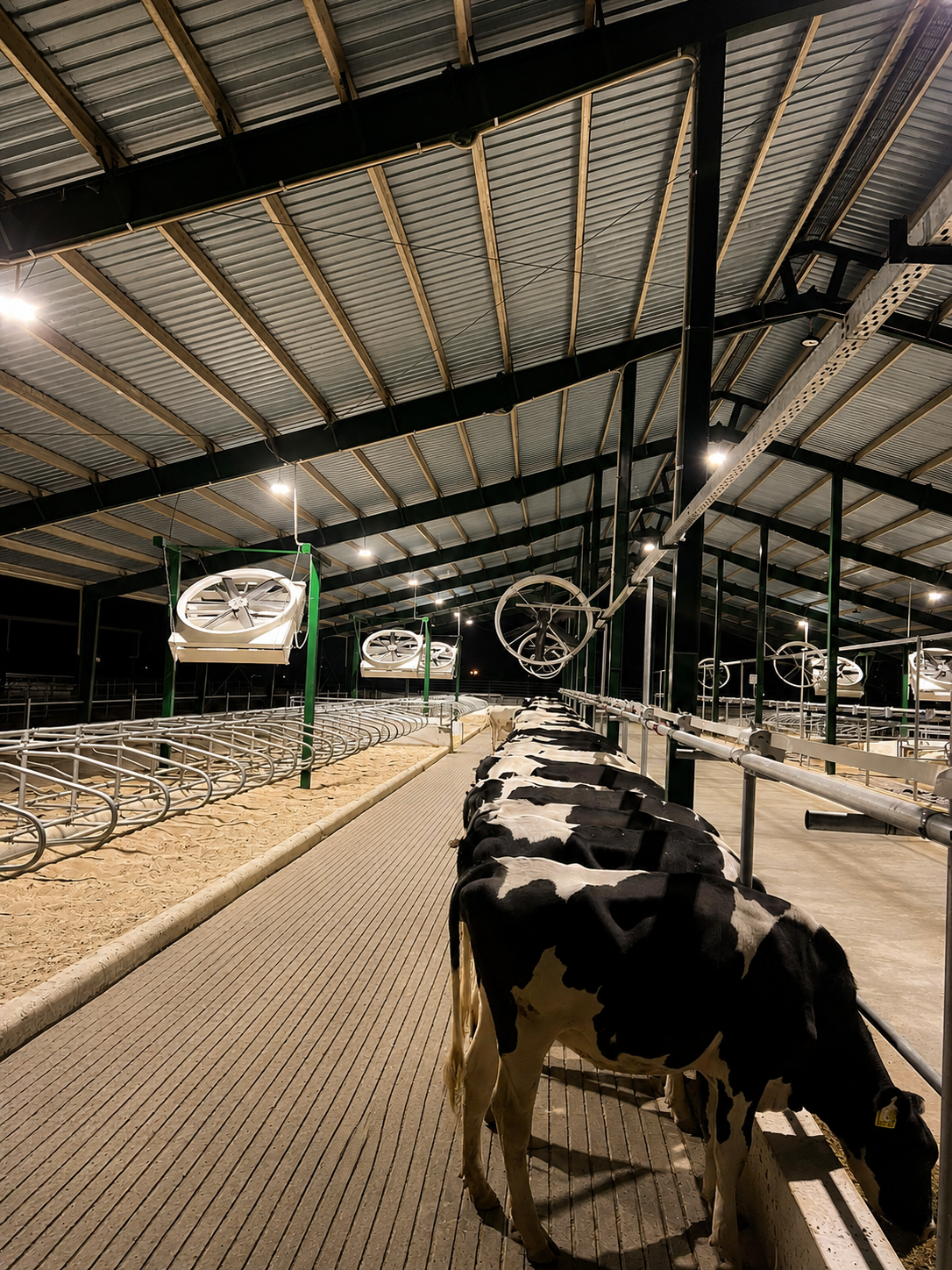 Australian HF Herd